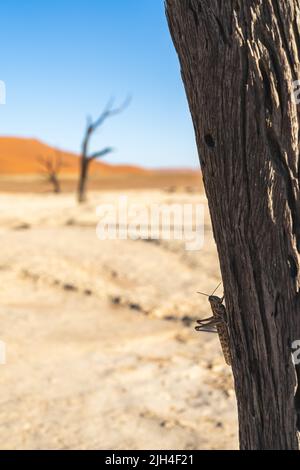 Eine Wüstenheuschrecke (Schistocerca gregaria) auf einem Baum in der berühmten Deadvlei in Namibia. Stockfoto