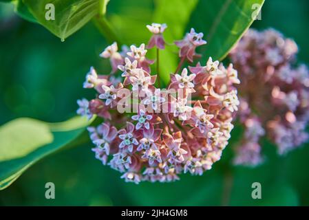 Nahaufnahme von Asclepien-Blüten auf einem verschwommenen Hintergrund aus grünem Laub. Blumenhintergrund, Kopierraum, Design. Selektiver Fokus. Stockfoto