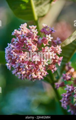 Nahaufnahme von Asclepien-Blüten auf einem verschwommenen Hintergrund aus grünem Laub. Blumenhintergrund, Kopierraum, Design. Selektiver Fokus. Stockfoto