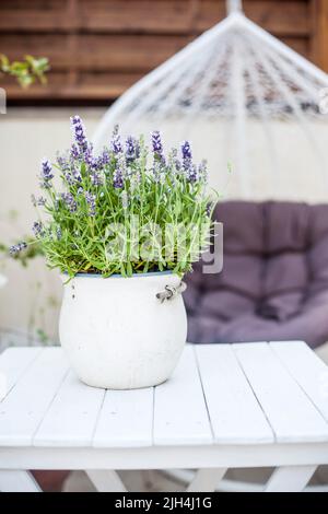 Blühender Lavendel in einem Keramiktopf auf hängendem Gartenstuhl Hintergrund Stockfoto