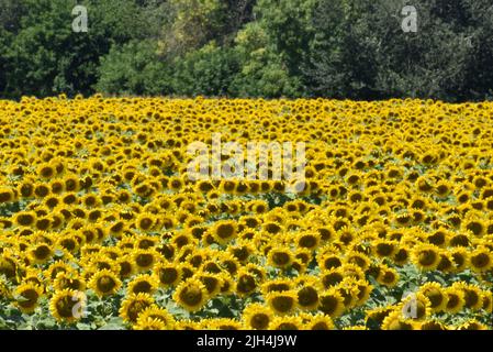 Sonnenblumenfeld mit Bäumen im Hintergrund Stockfoto