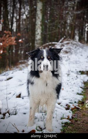 Netter Border Collie vor einem verschneiten Wald Stockfoto