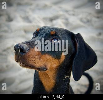 Entzückender Doberman Welpe Stockfoto