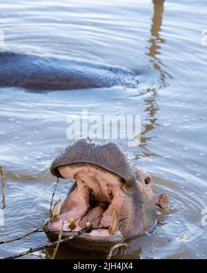 Hippo in St. Lucia Südafrika, Hippos am St. Lucia See Südafrika. Ein Nilpferd, ist in Flüssen und Seen recht häufig. Tagsüber bleiben sie kühl, indem sie im Wasser oder Schlamm bleiben. Stockfoto