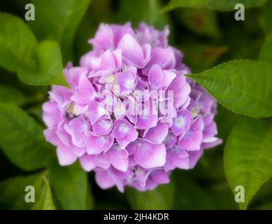 Ein schöner, einzelner Blütenkopf einer blauen Hydrangea, fotografiert gegen üppig grüne Blätter Stockfoto
