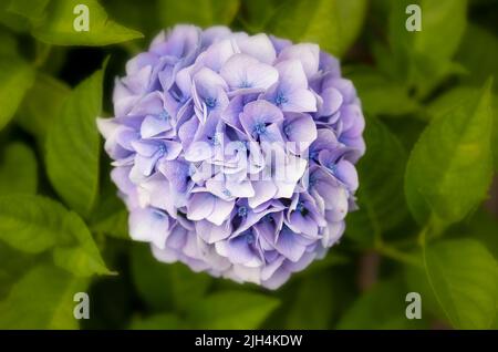 Ein schöner, einzelner Blütenkopf einer blauen Hydrangea, fotografiert gegen üppig grüne Blätter Stockfoto
