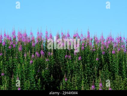 Rosebay Willowherb Blumen und ein blauer Himmel, Großbritannien Stockfoto