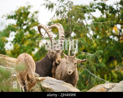 Steinbock Familie auf Felsen in der Natur. Großes Horn bei Säugetieren. Huftiere klettern über die Berge. Tierfoto Stockfoto