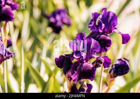 Lila Iris blüht im Frühling im Garten, Nahaufnahme. Selektiver Fokus. Stockfoto
