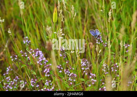 Kleiner blauer Schmetterling aus der Familie der Lycaenidae auf wildem Thymian blüht im Sommer auf Grasland Stockfoto