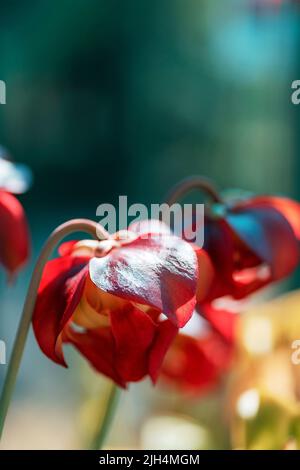 Sarracenia purpurea fleischfressende Pflanze, lila blühende Kannenpflanze. Blumenkopf, Nahaufnahme. Stockfoto