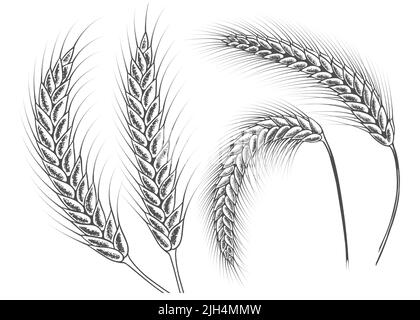 Ähren von Weizen Set Skizzenvektor eps 10 Stock Vektor