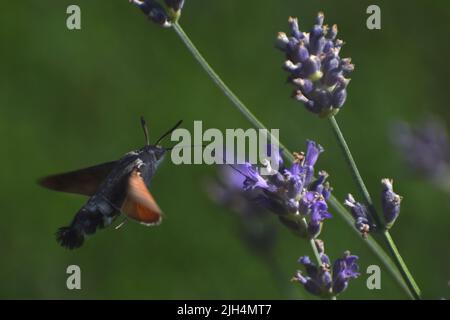 Kolibri-Falkenmotte schwebt in der Nähe von Lavendelblume Stockfoto