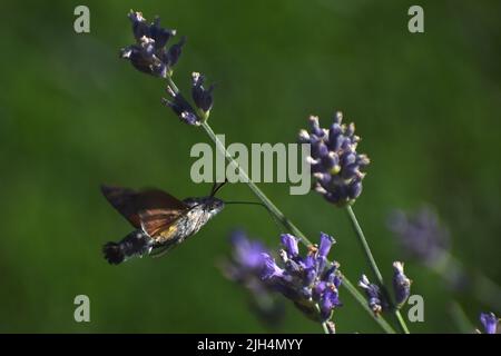 Kolibri-Falkenmotte schwebt in der Nähe von Lavendelblume Stockfoto