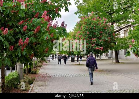Blühende Kastanien auf den Straßen von Sofia Bulgarien Stockfoto