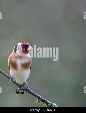 Europäischer Goldfinkenvögel (Carduelis carduelis), der im Frühling auf einem Zweig thront Stockfoto