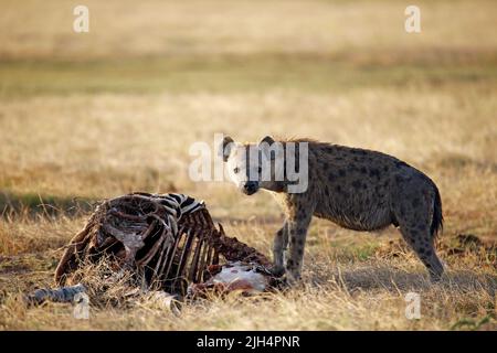 Gepunktete Hyäne (Crocuta crocuta) mit Zebrakarkasse. Amboseli, Kenia Stockfoto