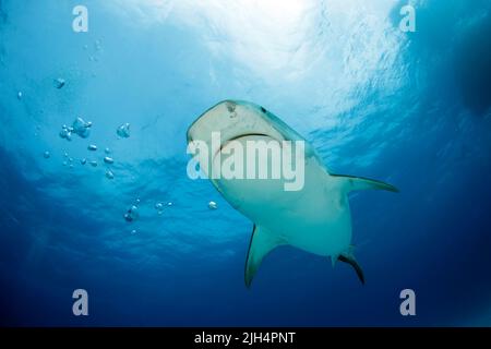 Tiger Shark (Galeocerdo cuvier) kommt in der Nähe, von unten gesehen. Tiger Beach, Bahamas Stockfoto