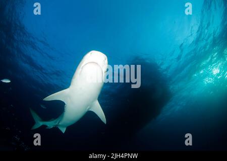 Tiger Shark (Galeocerdo cuvier) Schwimmen bei Close, von unten betrachtet. Tiger Beach, Bahamas Stockfoto