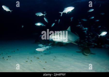 Tiger Shark (Galeocerdo cuvier) kommt aus dem Dunkeln, mit Zitronenhaien herum. Tiger Beach, Bahamas Stockfoto