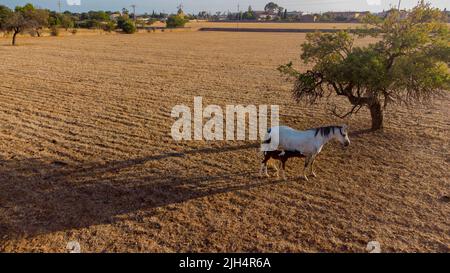 Luftaufnahme von Stutfohlen und Stute in einer ländlichen Landschaft Stockfoto