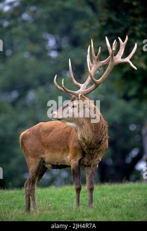 Rothirsch (Cervus elaphus), männlich, Deutschland Stockfoto