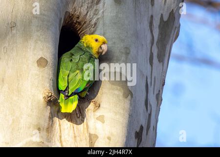 Gelbkopf-amazonas, Gelbkopf-Papagei, Doppelgelbkopf-amazonas (Amazona oratrix), in einer Baumhöhle, Deutschland, Baden-Württemberg, Stuttgart, Stockfoto