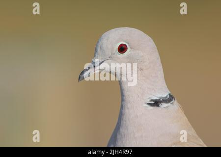 Halstaube (Streptopelia decaocto), Porträt, Kanarische Inseln, Gran Canaria Stockfoto