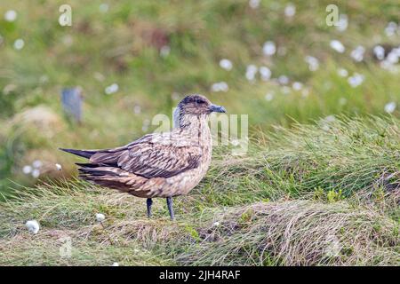 Große Skua (Stercorarius skua, Catharacta skua), in Küstenlandschaft, Norwegen Stockfoto