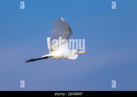 Intermediate Egret, Edian Ereret, Small Ereret, Yellow-Billed Ereret (Ardea Intermedia), im Flug am blauen Himmel, Australien, Northern Territory, Fogg Stockfoto