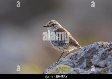 Kanarischen Pitpit, Berthelot's Pipit (Anthus berthelotii), auf einem Stein, Seitenansicht, Kanarische Inseln, Fuerteventura Stockfoto