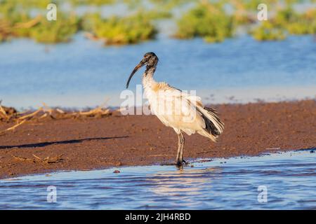 Australischer weißer Ibis (Threskiornis molucca, Threskiornis moluccus), steht an der Küste, Australien, Suedaustralien Stockfoto