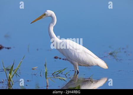 Mittelgroßer Egret, Edianischer Eileier, kleiner Eileier, Gelbschnabeleier (Ardea intermedia), Futtersuche in flachem Wasser, Australien, Northern Territory, Stockfoto