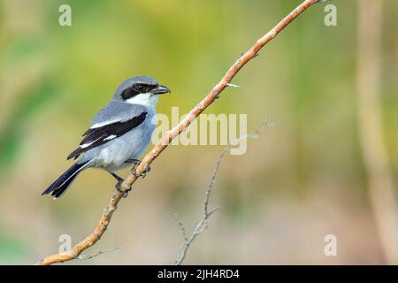 Kanarische Inseln Wüstengrauer Würger (Lanius excubitor koenigi , Lanius koenigi), Männchen auf einem Ast, Kanarische Inseln, Fuerteventura Stockfoto