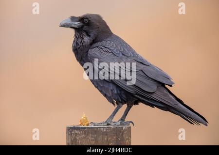 Kanarische Ostinsel Raven (Corvus corax jordansi, Corvus jordansi), Sitzgruppe auf einem Holzpfosten, Seitenansicht, Kanarische Inseln, Fuerteventura Stockfoto