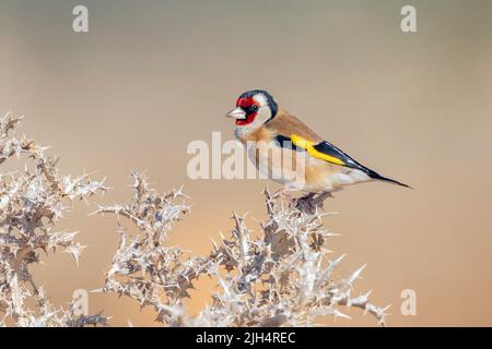 Eurasischer Goldfink (Carduelis carduelis), thront auf einem Briarstrauch, Portugal, Algarve Stockfoto