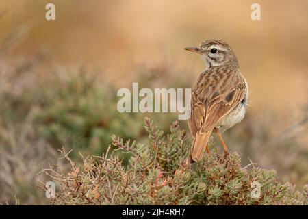 Kanarischen Pitpit, Berthelot's Pipit (Anthus berthelotii), auf einem Strauch, Kanarische Inseln, Fuerteventura Stockfoto