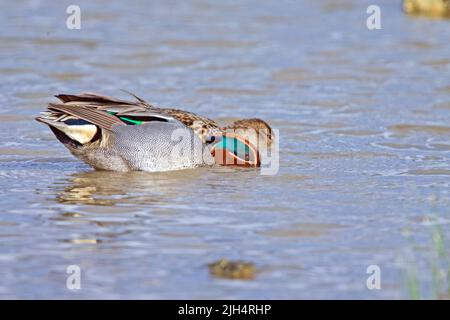 Grünflügelige Blaualge (Anas crecca), zartes Paar, Seitenansicht, Deutschland Stockfoto