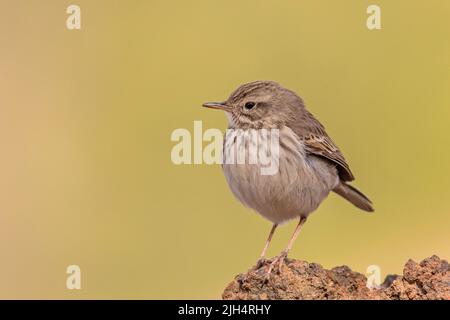 Kanarischen Pitpit, Berthelot's Pipit (Anthus berthelotii), auf einem Lavastein, Kanarische Inseln, Fuerteventura Stockfoto