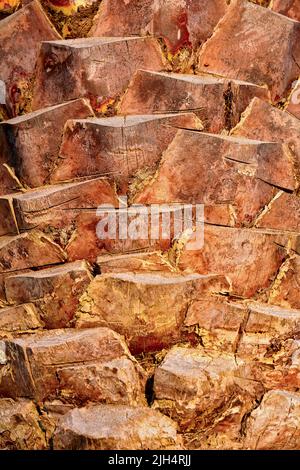 Kanarische Dattelpalme (Phoenix canariensis), Detail des Stammes Stockfoto