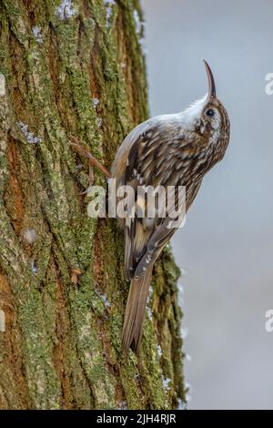 Auf einem Baumstamm thronende Waldkröte (Certhia brachydactyla), Deutschland, Baden-Württemberg Stockfoto