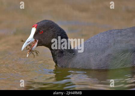 Rotknotenhuhn (Fulica cristata), Porträt mit Nistmaterial im Schnabel, Spanien, Balearen, Mallorca Stockfoto