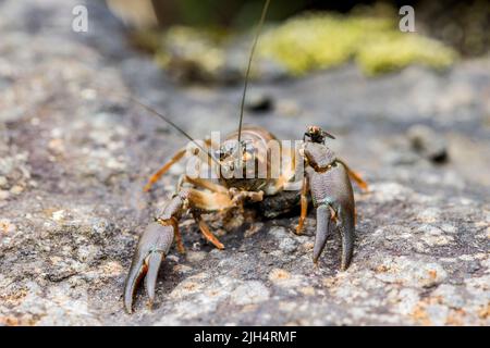 Signalkrebse (Pacifastacus leniusculus), auf dem Felsen, Deutschland, Hessen Stockfoto