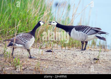 barnacle Gans (Branta leucopsis), zwei Weißwangengänse, Deutschland Stockfoto