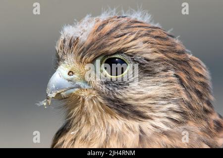 Europäischer Turmfalke, Eurasischer Turmfalke, alter Turmfalke, gewöhnlicher Turmfalke (Falco tinnunculus), weiblich, Portrait, Deutschland Stockfoto