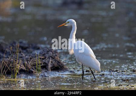 Mittelgroßer Egret, Edianischer Eileier, kleiner Eileier, Gelbschnabeleier (Ardea intermedia), Futtersuche in flachem Wasser, Australien, Northern Territory, Stockfoto