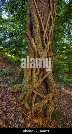 Englischer Efeu, gewöhnlicher Efeu (Hedera Helix), wächst um einen Baumstamm, Deutschland, Nordrhein-Westfalen, Sauerland Stockfoto