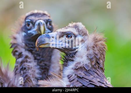 Geier (Aegypius monachus), zwei schwarze Geier, Porträt, Spanien, Balearen, Mallorca Stockfoto