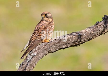 Kanareninsel Kestrel (Falco tinnunculus canariensis, Falco tinnunculus canariensis), auf einem Zweig gelegen, Kanarische Inseln Stockfoto