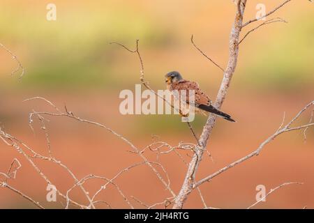 Kanareninsel Kestrel (Falco tinnunculus canariensis, Falco tinnunculus canariensis), auf einem Zweig gelegen, Kanarische Inseln Stockfoto